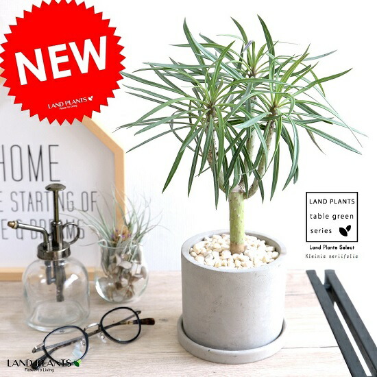 楽天市場】モンキーツリー（クレイニア） セメント シリンダー型 陶器