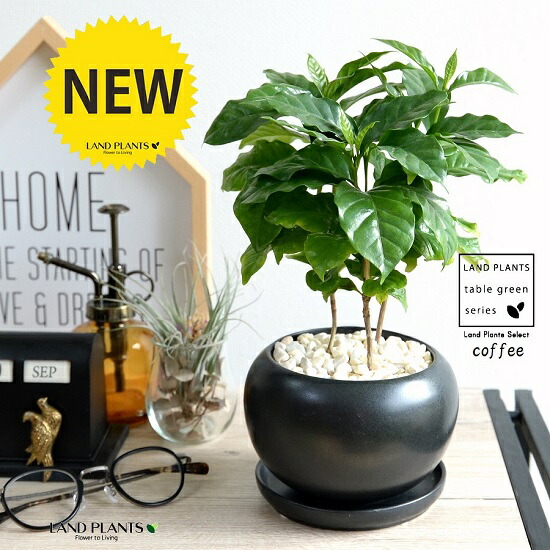 楽天市場】コーヒーの木 黒色 大丸 陶器鉢 【黄色小石・受皿】 珈琲