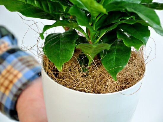 楽天市場】【お試し】 コーヒーの木 4号 白色 プラスチック鉢 鉢