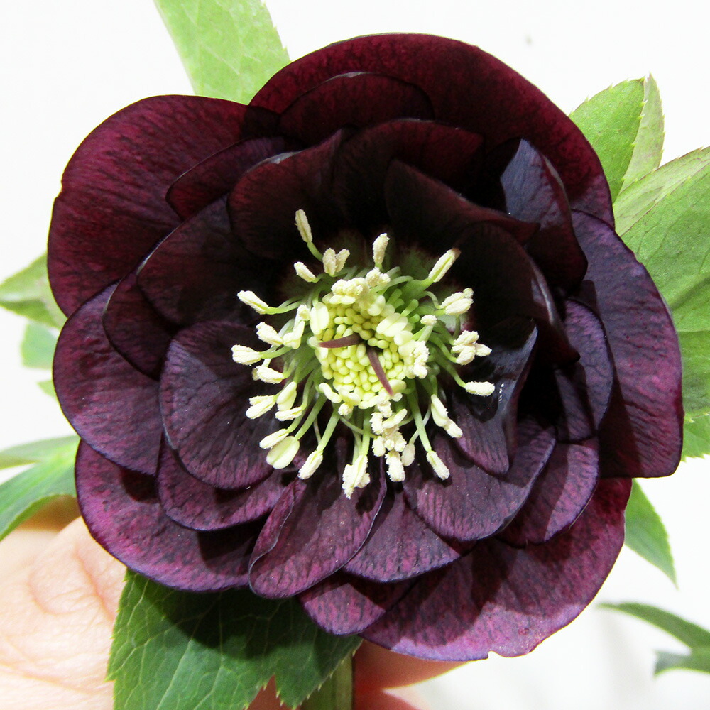 楽天市場】クリスマスローズ ダークパープルの通販