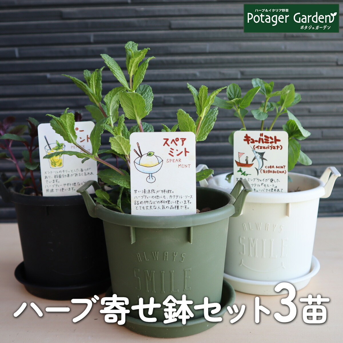 楽天市場】【本日P2倍】 ハーブ 栽培キット 寄せ鉢（グロウコンテナ 12