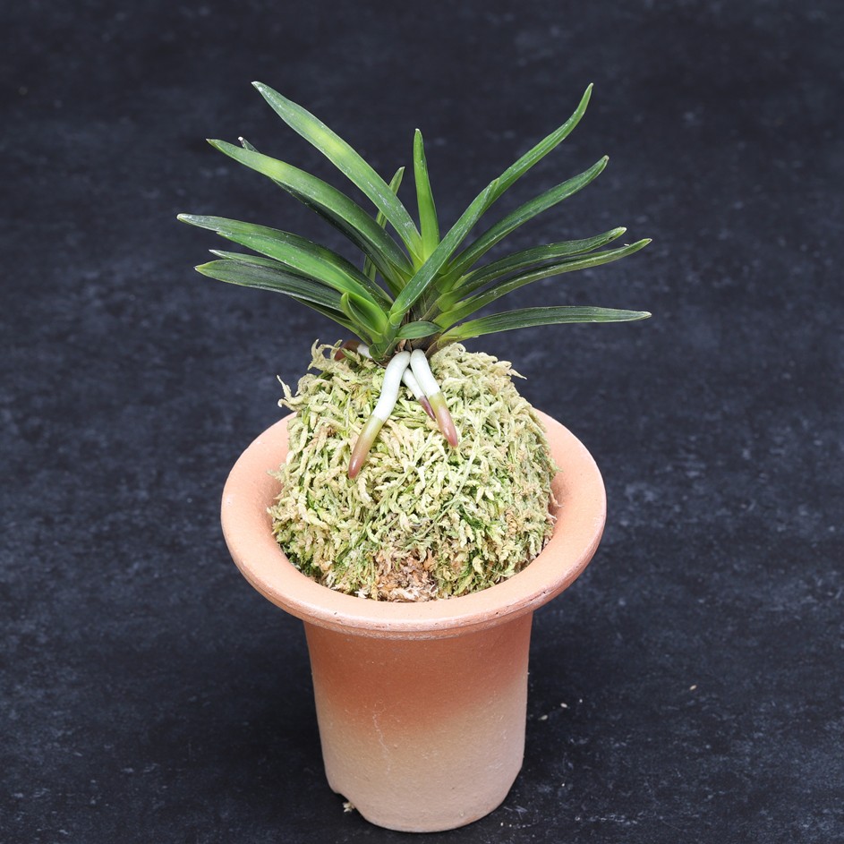 楽天市場】富貴蘭 錦紺冠 : フェニックスガーデン