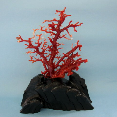 楽天市場】高知沖産血赤珊瑚の拝見 原木 置物 艶出し加工済み 黒檀台