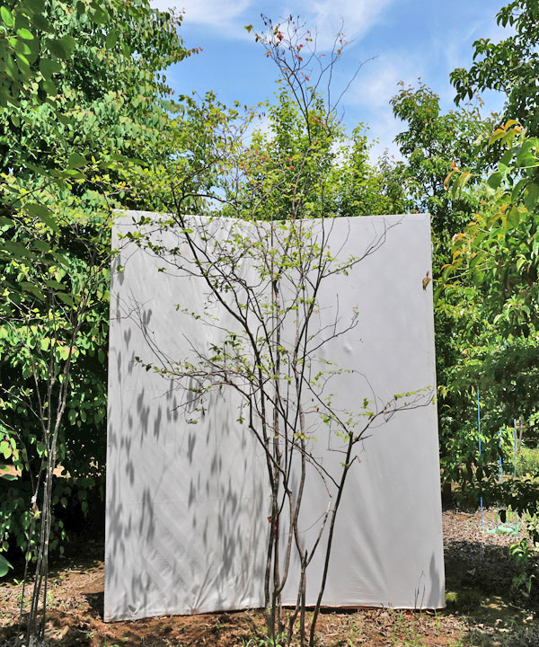 楽天市場】【不在置きOK限定販売価格】ナツハゼ（山採りもの）2.7m程度