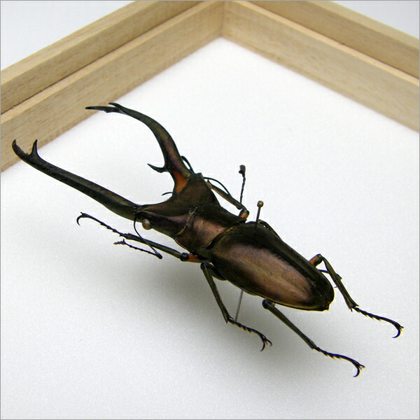 楽天市場】昆虫標本 エラフスホソアカクワガタ 桐箱20.5×15.5cm : ソプラノ