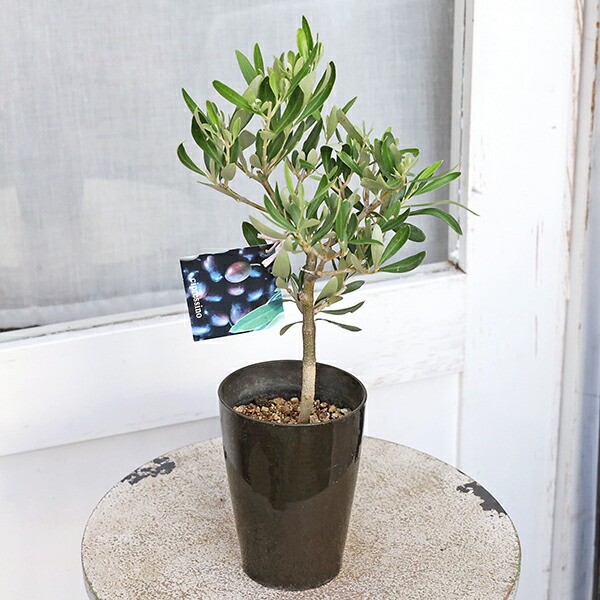 楽天市場】souju オリーブの通販