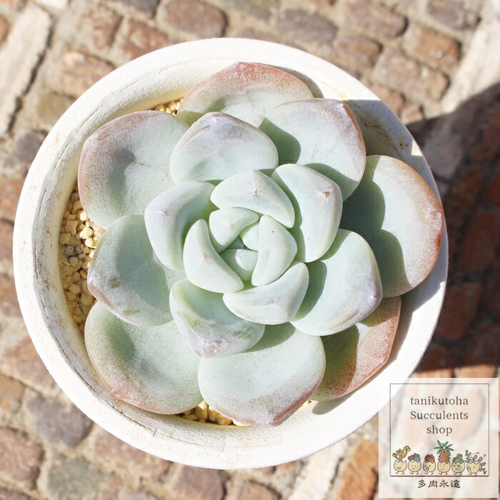 楽天市場】雪魅大福 永遠ラベル付き エケベリア Mサイズ5.5cmポット