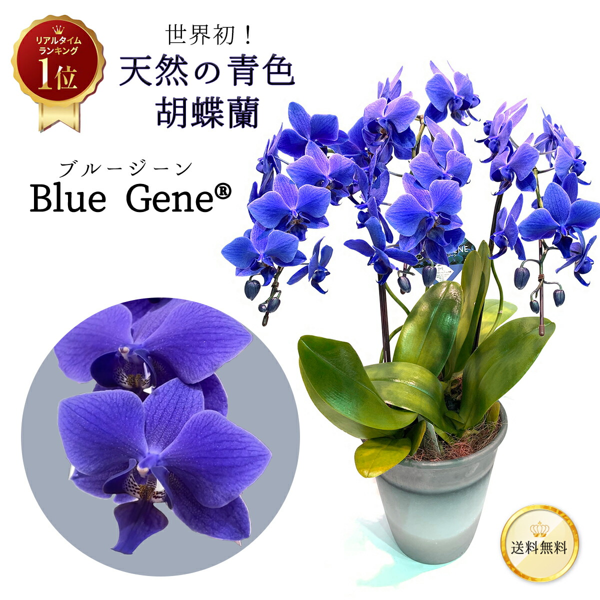 楽天市場】【 世界初！天然の青色 胡蝶蘭 】ブルージーン Blue Gene 1