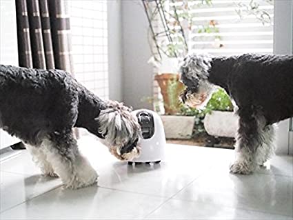 楽天市場】ilbo イルボ 移動式お留守番カメラ Wi-Fi接続 スマホ