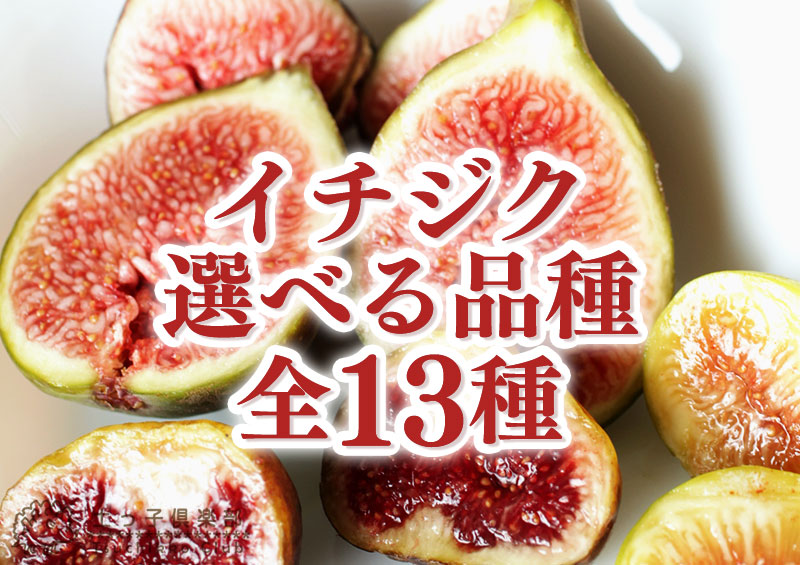 楽天市場】イチジク 全9品種 12cmポット苗 【 選べる品種 】無花果