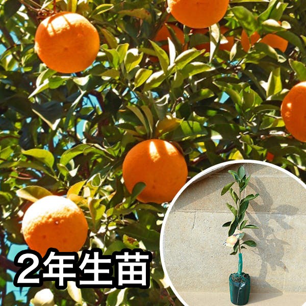 津之輝」の人気商品一覧 | 安い商品を通販サイトから探す - 価格.com