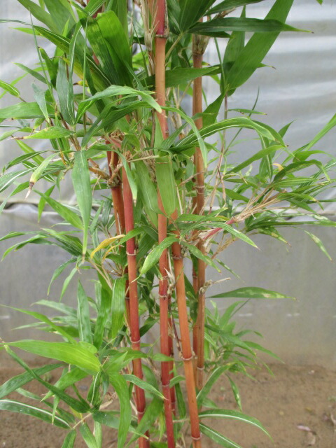 楽天市場】朱竹（チゴカンチク）特大株 : 打出農園