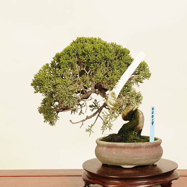 楽天市場】盆栽：特選糸魚川真柏 現品* しんぱく シンパク Sabina