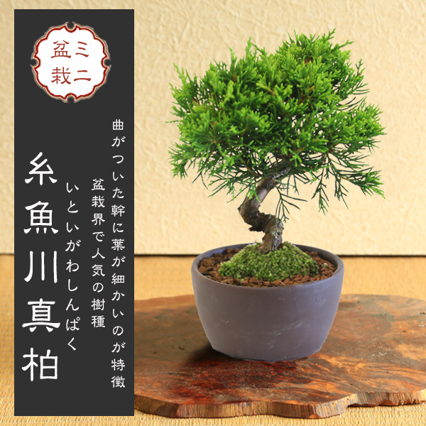 小品盆栽 真柏 盆栽 植木」の人気商品一覧 | 安い商品を通販サイトから