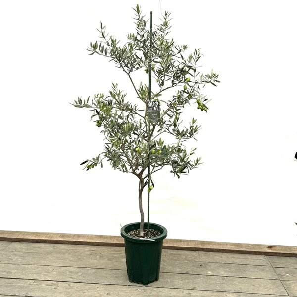 楽天市場】シンボルツリー 観葉植物：オリーブの木 ジャンボカラマタ