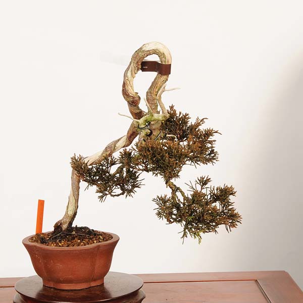 植木 盆栽 糸魚川真柏」の人気商品一覧 | 安い商品を通販サイトから