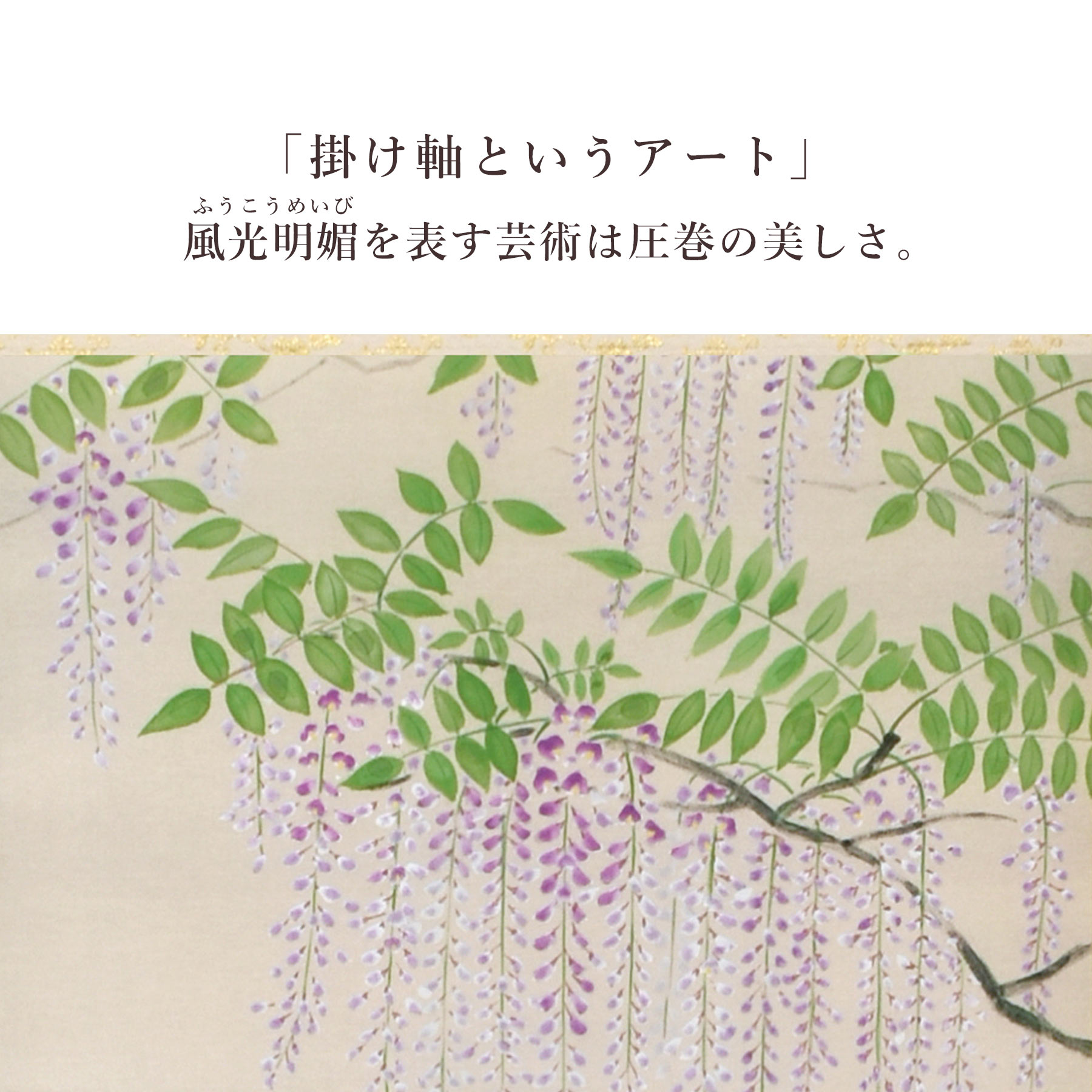 楽天市場】掛け軸「藤に蝶」 富岡蘇峰 尺五立 サイズ：54.5×190cm 桐箱