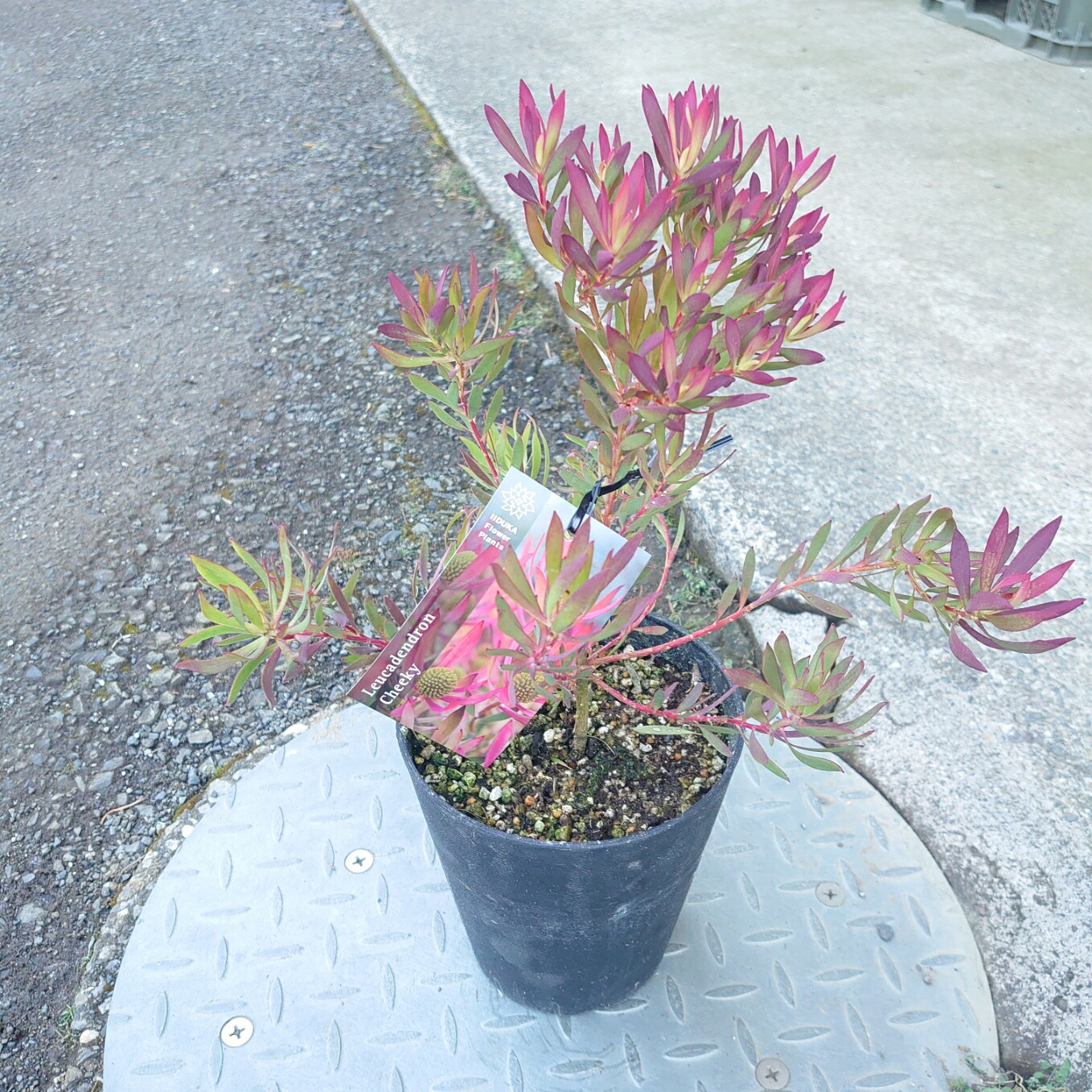 楽天市場】オージープランツ リューカデンドロン【チェーキー】 大苗