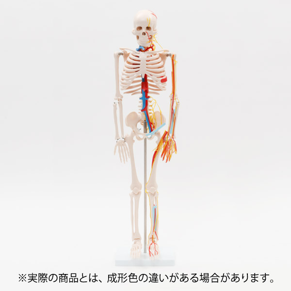 楽天市場】人体模型 骨格模型 全身骨格 模型 1/2サイズ 高さ85cm 主要
