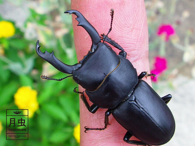 スジクワガタってどんなクワガタ！スジクワガタについてご説明します