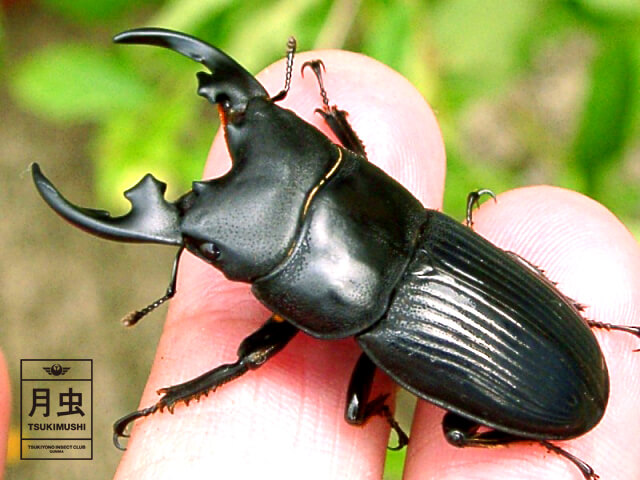 プラティオドンネブトクワガタの飼育【基礎編】飼育からブリードに挑戦