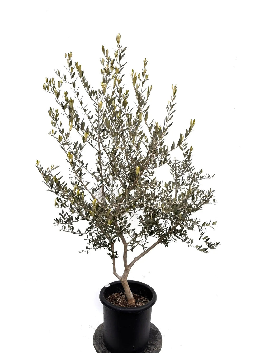 オリーブの木（全商品）｜写真の木をそのままお届け［現品販売］｜鶴亀