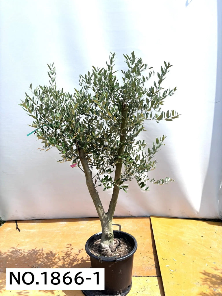 1866_1_1024x1024.jpg?v=1753117645