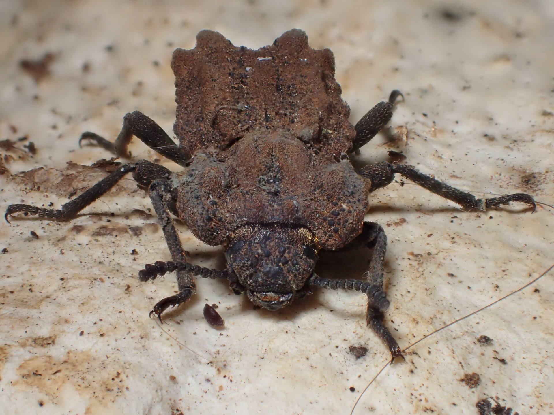 オーストラリア産 珍品 アトコブゴミムシダマシ オーストラリア産 珍品