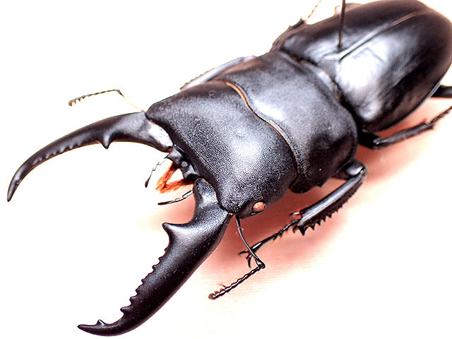 ☆宮崎県産ヒラタクワガタ♂69mm標本☆ - INSECT ULTIMA