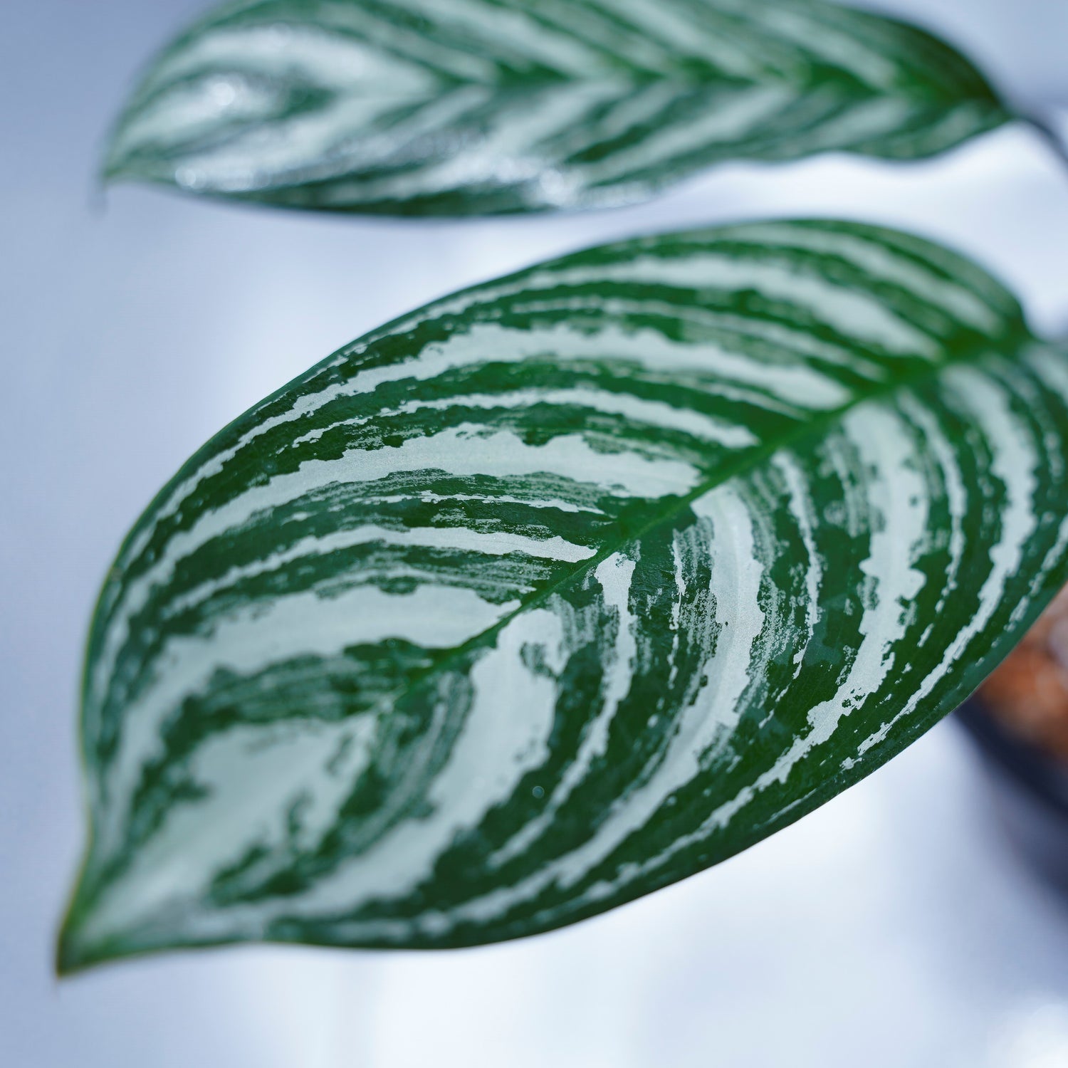カーティシー＞Aglaonema Nitidum “Curtisii” UND220408 – undried