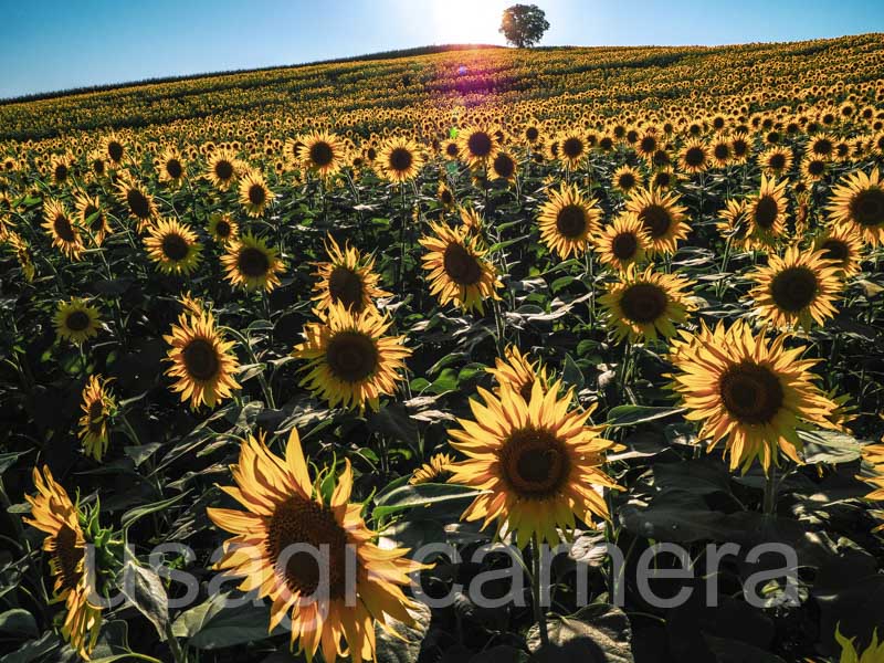 一戸町のひまわり畑 | うさぎとカメラ