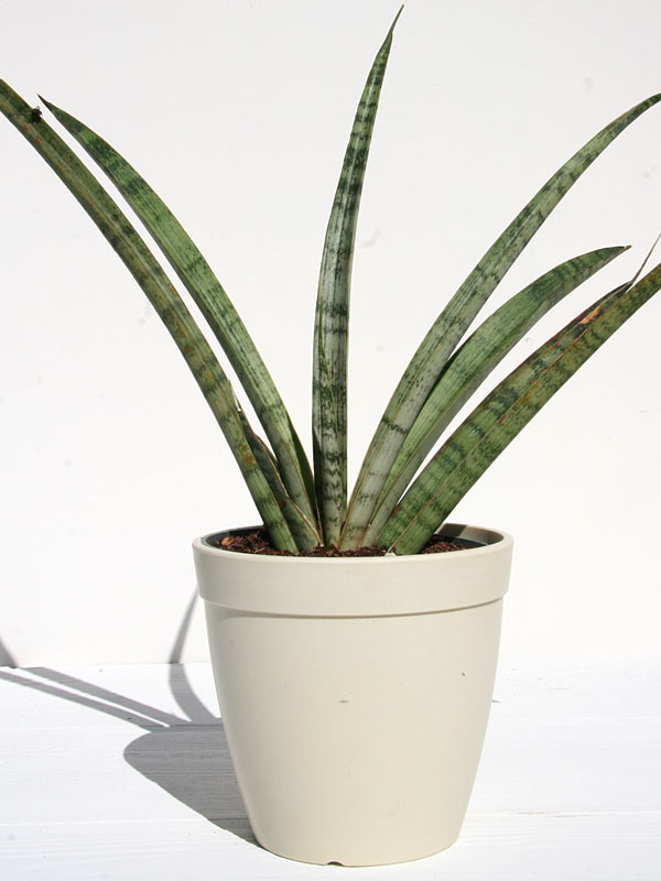 洋書 the splendid sansevieria The Splendid Sansevieria