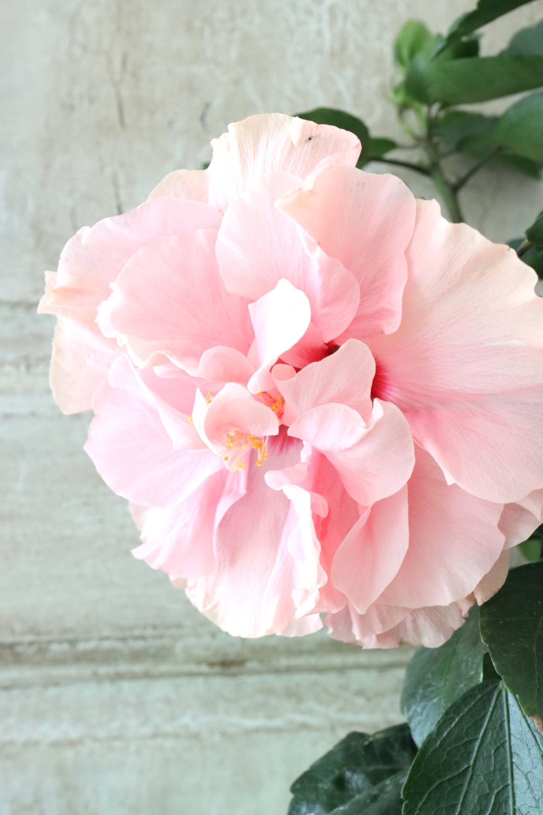 専用 紀元前 古代 インカ花入 高さ約18.2㎝ タサオ 東さ8-0107☆2F