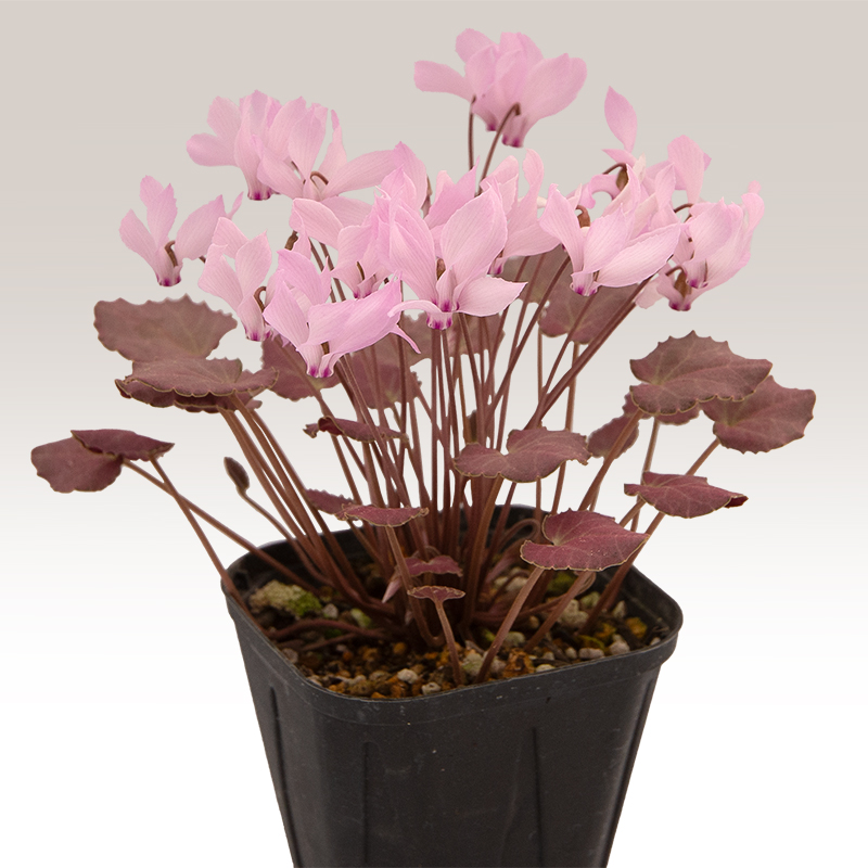 原種シクラメン ミラビレについて Cyclamen mirabile