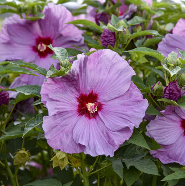 Hibiscus 'Lilac Crush' PP35181 CPBRAF | Walters Gardens, Inc.