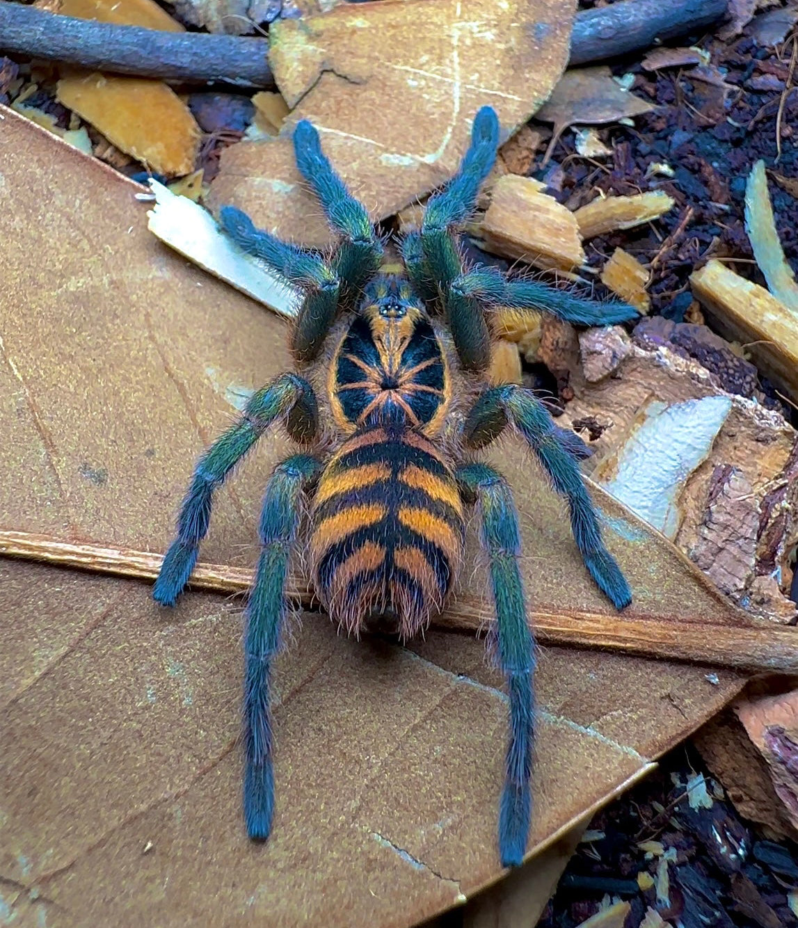 Neoholothele fasciaaurinigra - Columbian BumbleBee Tarantula