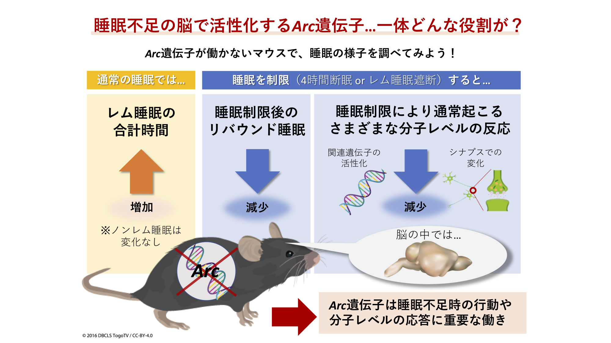 睡眠不足の脳で活性化するArc遺伝子の役割とは？ | ニュース・広報