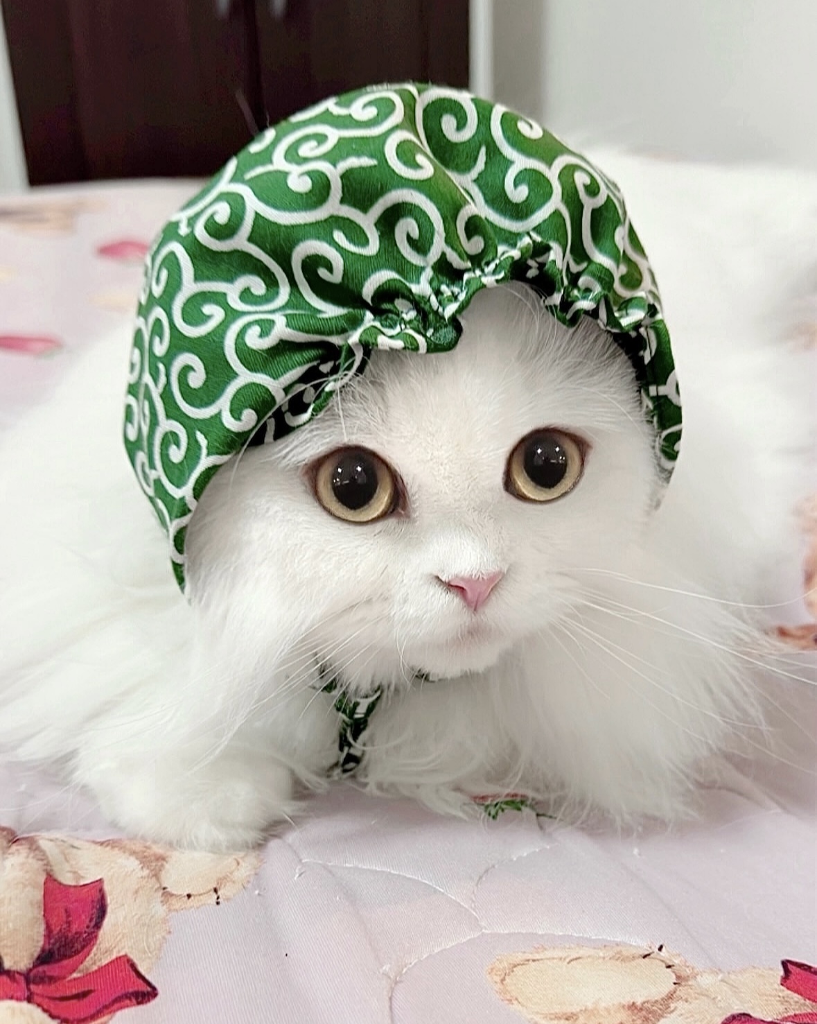 猫用品専門店ゴロにゃん お客様写真館