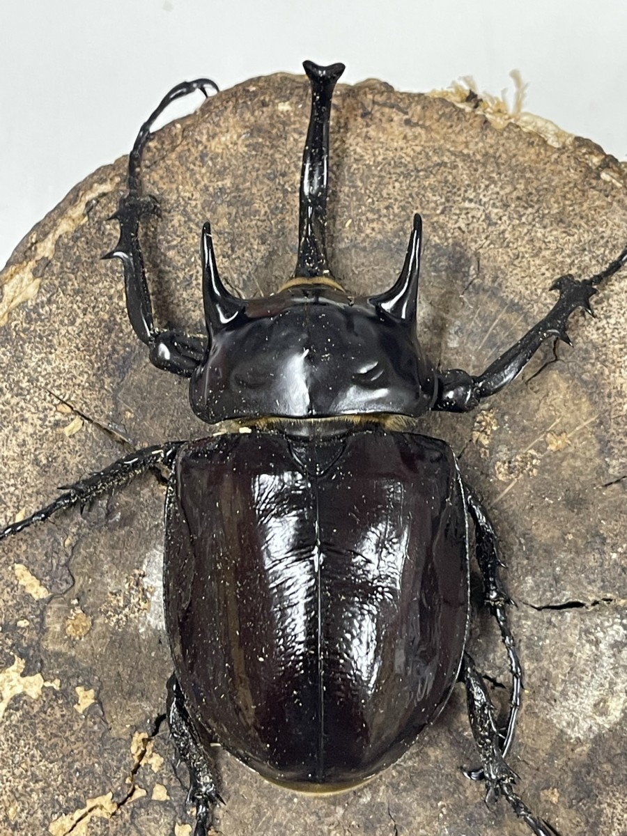 マルスゾウカブト 3齢♂幼虫 - クワガタ横丁