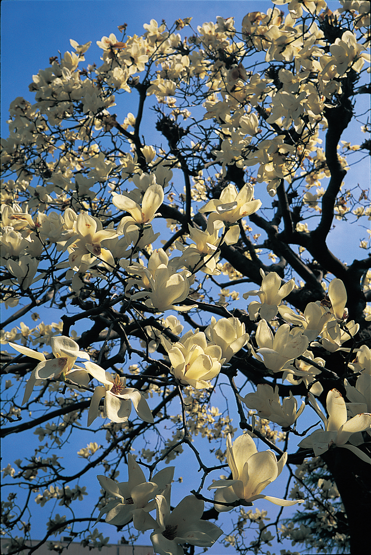 COLOR-SKOPAR 35mm F2.5 P II - 株式会社コシナ