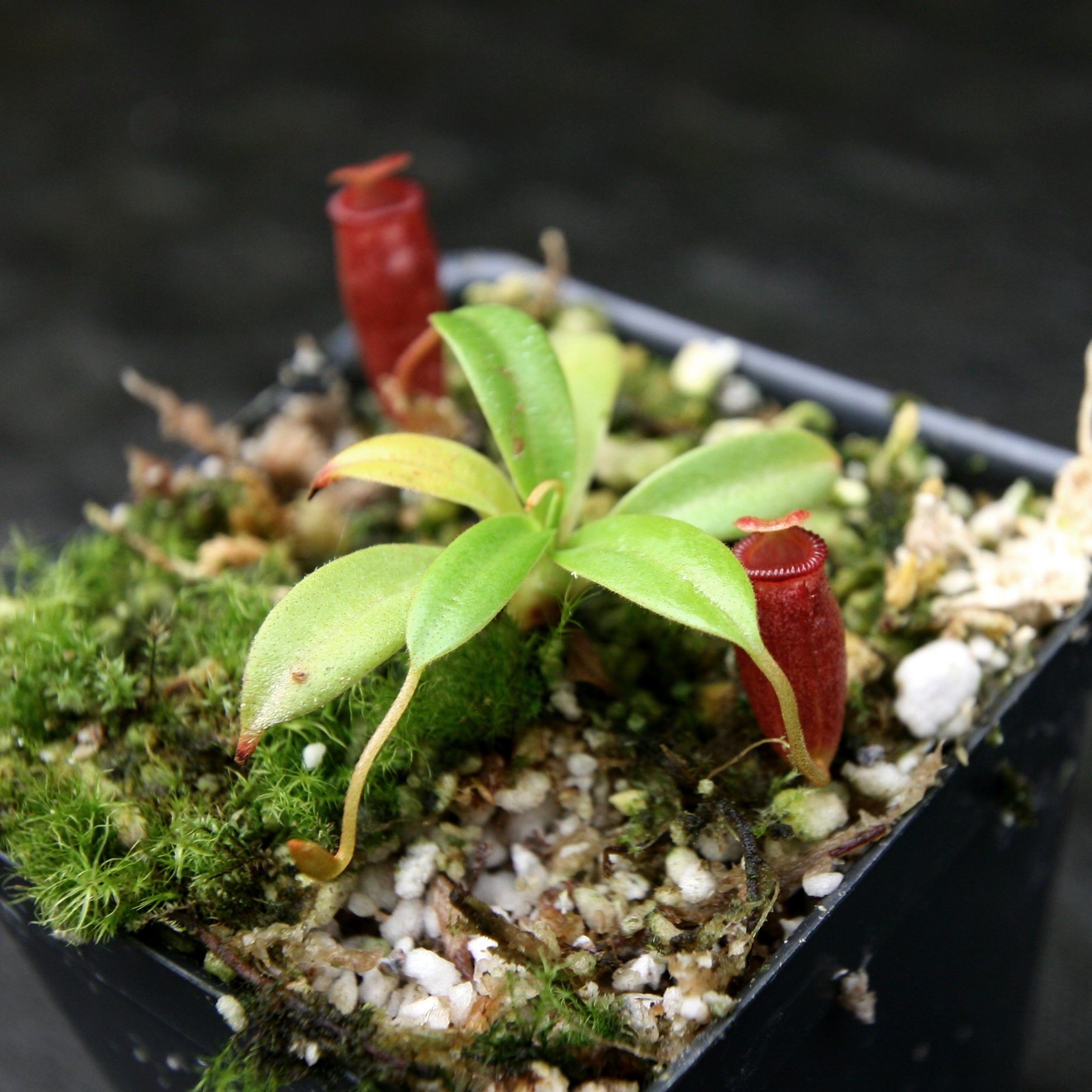 Nepenthes jacquelineae x villosa – Carnivero