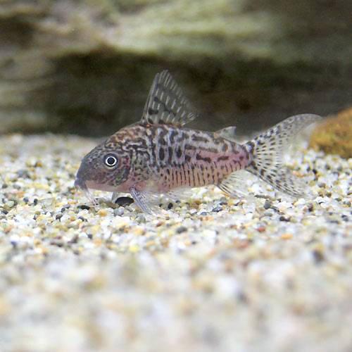 こりどらす コリドラス・スーパーシュワルツィ<熱帯魚解説> | AQUALASSIC
