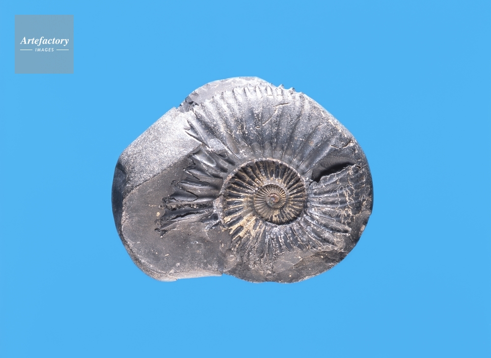 ネパールヒマラヤのアンモナイト化石