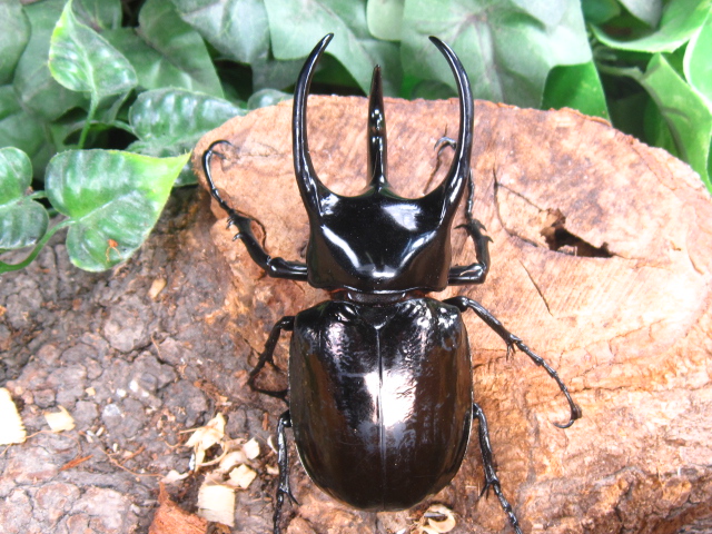 コーカサスオオカブト販売/ジャワコーカサス販売/カブトムシ販売