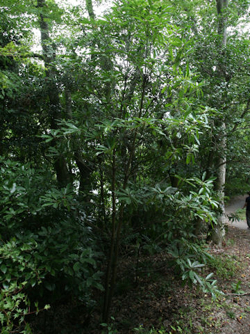 ユズリハ (Daphniphyllum macropodum)