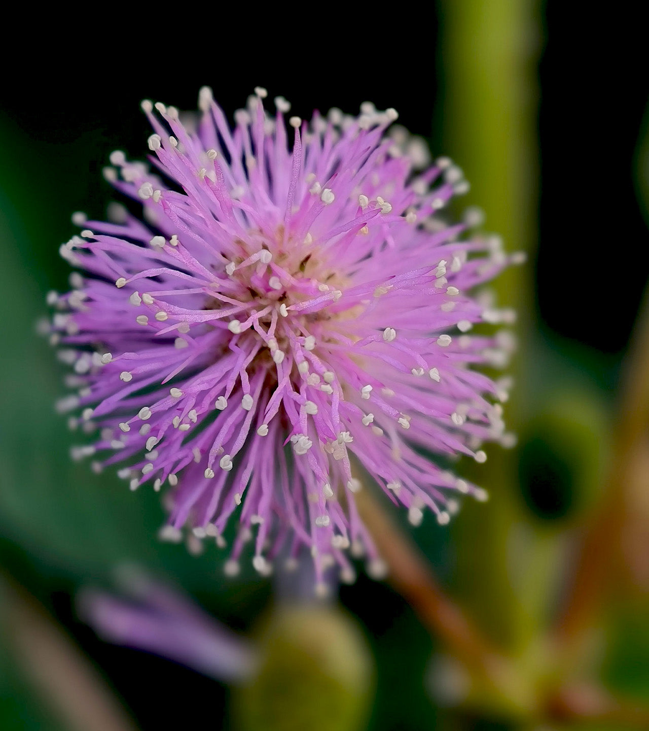 Park Avenue | Bond No. 9 New York