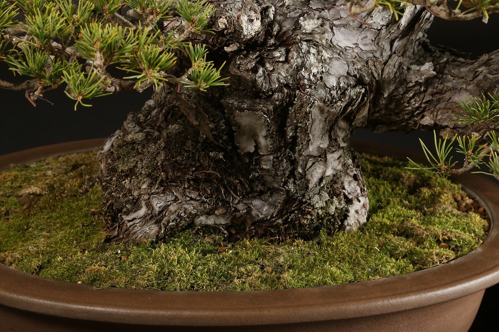 五葉松（九重）約80年 | 雨竹亭オンラインショップ