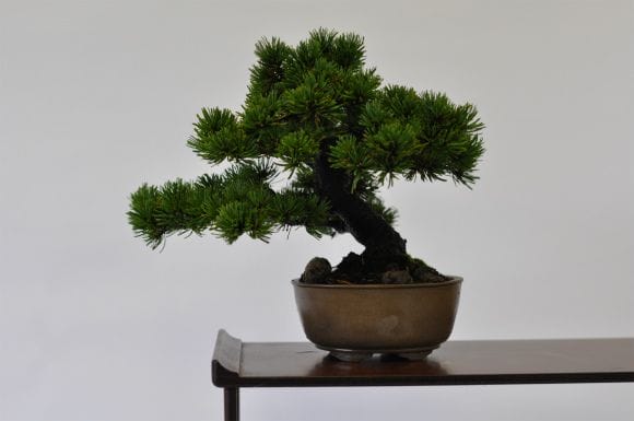 那須娘 五葉松 1点もの No.526の盆栽を販売｜通信講座は盆栽妙 – 盆栽