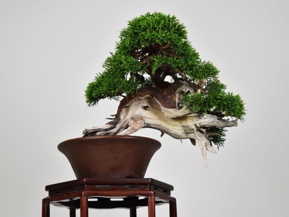 匠の盆栽】真柏 1点もの No.251【平松浩二】の盆栽を販売｜盆栽妙