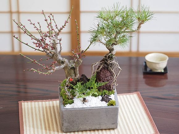 黒松と紅白梅の寄せ植え｜盆栽妙 – 盆栽妙 本店